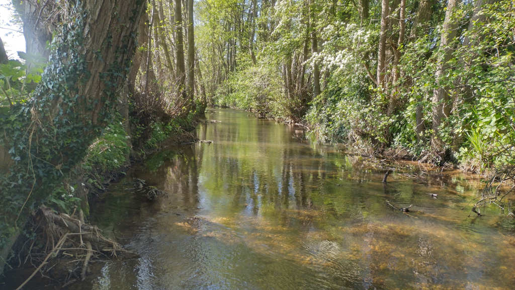 Photo of a run beneath the tree cover
